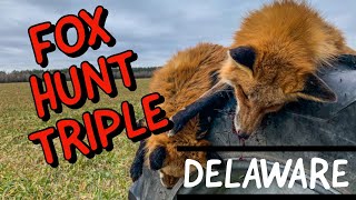 Fox Hunting TRIPLE up using foxpro calls Self Filmed [upl. by Daahsar]