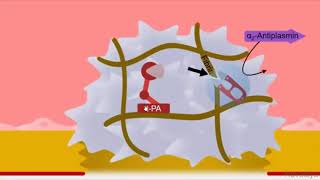 Fibrinolytics Pharmacology [upl. by Aihtekal418]