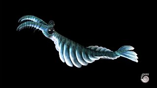 Anomalocaris canadensis  Creature of the Cambrian Explosion [upl. by Jaquenette]