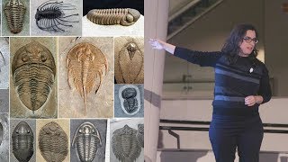 Trilobite Takedown – AMNH SciCafe [upl. by Corney]