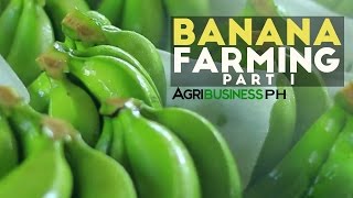 How to grow Banana Tree Part 1  Dizons Highland Bananas  Agribusiness Philippines [upl. by Steel]