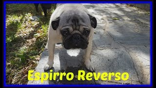 Espirro Reverso [upl. by Caressa]