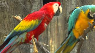 Zoo View Macaws  Cincinnati Zoo [upl. by Shulins]