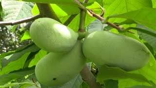 Paw Paw Asimina triloba The Largest American Fruit [upl. by Glantz]