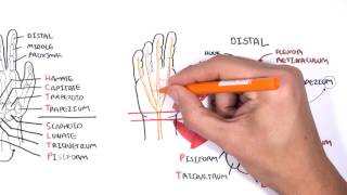 Clinical Anatomy  Hand Wrist palmar aspectflexors [upl. by Sandye]