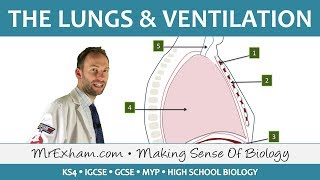 Lungs and Ventilation  GCSE Biology 91 [upl. by Candie]