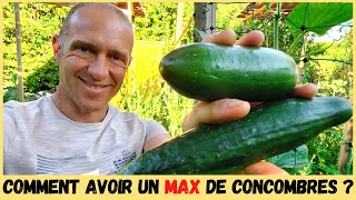 CONCOMBRES AU POTAGER  Taille tuteurage variétés [upl. by Pansy231]