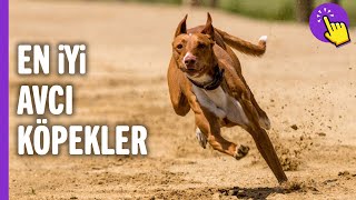 En İyi 10 Av Köpek Irkı  Hayvanlar Alemi  Aklında Olsun  Köpek Videoları [upl. by Othilie]