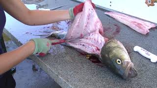 How to Fillet a Rockfish Striped Bass  Dexter Outdoors [upl. by Wynne762]