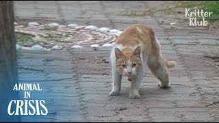 HELP Stray Cat Pleads For Helping His Friend Be Treated Part 2  Animal in Crisis EP104 [upl. by North]