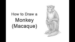 How to Draw a Monkey Rhesus Macaque [upl. by Tom899]