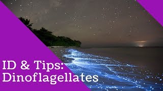 Dinoflagellates Identification and Tips [upl. by Renelle620]