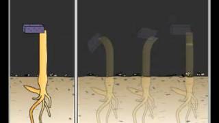 IB Biology 917 Phototropism and Auxin [upl. by Legge]