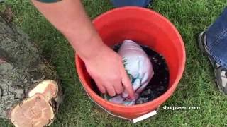 Establishing Buffalograss Presoak amp Planting [upl. by Pavla]