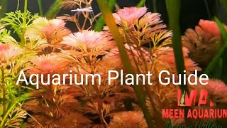 Aquarium Plant Guide  Cabomba piauhyensisFurcata [upl. by Merras]