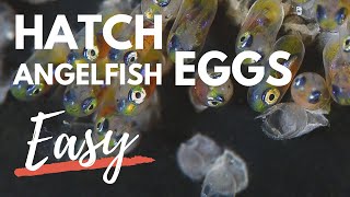 How to Hatch Angelfish Eggs [upl. by Rama]