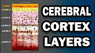 Cerebral Cortex Layers [upl. by Elburt]