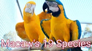 Macaw 19 Species Must Watch Macaw Lovers [upl. by Akinet]