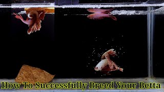 Betta Fish Breeding Step By Step  How To Breed Betta Fish [upl. by Grethel]