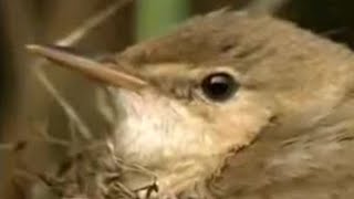 Nature of the Cuckoo Duck  David Attenborough  BBC Studios [upl. by Peonir]