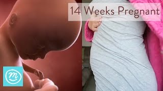 14 Weeks Pregnant What You Need To Know  Channel Mum [upl. by Berkly]