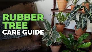 How to Care for The Rubber Tree Plant Ficus elastica [upl. by Boote140]