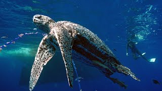 Pacific Leatherback Sea Turtles [upl. by Kiefer]