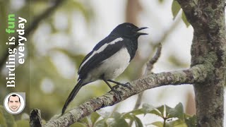 Male Philippine magpierobin song Copsychus mindanensis [upl. by Nesnaj]