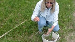 Susan describes propagation of Spirit sweetgrass in detail [upl. by Ahsienod358]