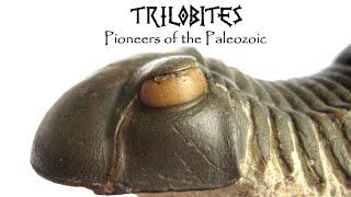 TRILOBITES Pioneers of the Paleozoic [upl. by Faus560]