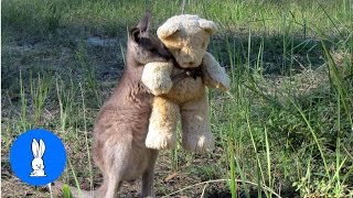 Baby Kangaroos amp Joeys  CUTEST Compilation [upl. by Meyer]