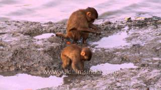 Rhesus Macaques eating molluscs and crabs  rare behaviour [upl. by Nosnah955]