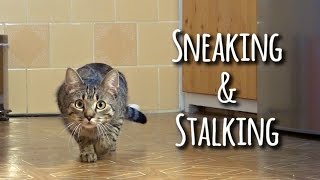 Sneaking amp stalking cat [upl. by Yug720]