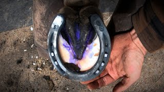 Horse Hoof ABSCESS  How I HELP Him RECOVER  HORSESHOEING [upl. by Iggy]