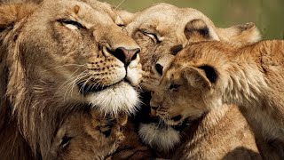 The Strongest LION PRIDE in Luangwa Valley  National Geographic Documentary 2020 Full HD 1080p [upl. by Alina]