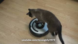 Cat shows HOW TO use iRobot Roomba Vacuum [upl. by Uohk601]