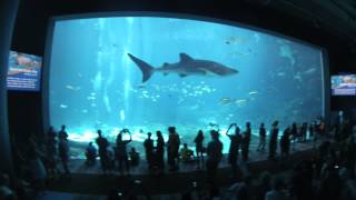 Georgia Aquarium Virtual Tour 1080p HD [upl. by Anasiul]