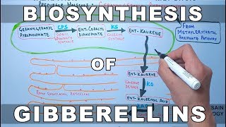 Biosynthesis of Gibberelins [upl. by Lyret]