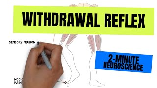 2Minute Neuroscience Withdrawal Reflex [upl. by Pearson123]