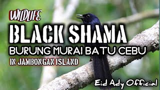 Wildlife Black Shama Burung Murai Batu Cebu [upl. by Ahsenhoj381]