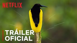 Bailando con los pájaros  Tráiler oficial  Netflix [upl. by Baldwin]