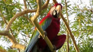 Macaws in Brazil in the wild [upl. by Savage]