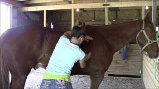 Equine massage  Horse 3 Part 2 [upl. by Daffodil]