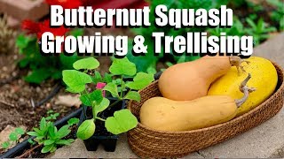 Butternut Squash Growing Tips and 4 Ways to Trellis It [upl. by Navada]