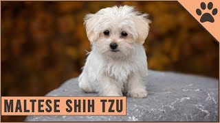 Maltese Shih Tzu Mix  Mix Breed Information [upl. by Ilaw]