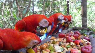 Scarlet Macaws Feeding in the PreRelease Aviary [upl. by Nosnor]