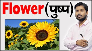 फूल के भाग  Parts of Flower  Structure of a Flower  Function of Flower  Botany [upl. by Nanji]