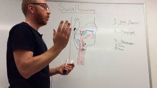 Swallowing Mechanism Three phases [upl. by Rolyt]