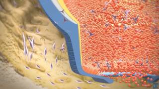 3D modeling  Root tooth development [upl. by Bogey]