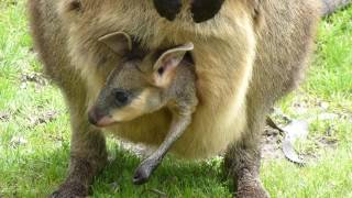 Baby Kangaroo in Pouch [upl. by Shermy]